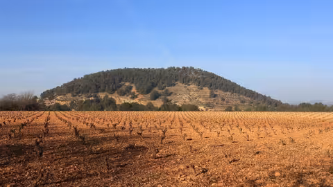 Vi&ntilde;edo de la DOP Jumilla (Foto Uni&oacute;n de Uniones Regi&oacute;n de Murcia)