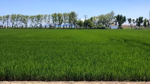 Cultivo de arroz (Foto AVA-Asaja)