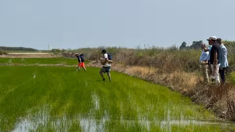Actuaci&oacute;n contra el 'cucat' en el arroz (Foto Generalitat Valenciana)