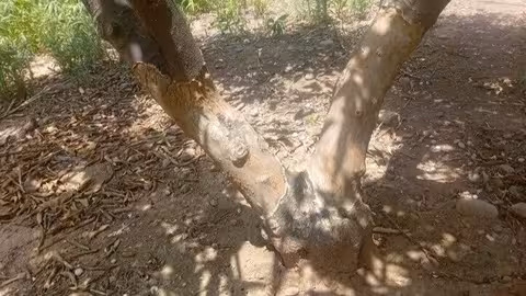 Da&ntilde;os por sobrepoblaci&oacute;n de fauna (Foto La Uni&oacute;)