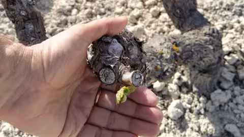 Da&ntilde;os en vi&ntilde;edo (Foto AVA-Asaja)