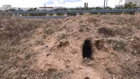 Madrigueras de conejos silvestres (Foto Asaja C-LM)