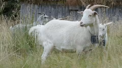 Cabras con collar inteligente (Foto Grupo Operativo de Silvopastoralismo P&iacute;rico)