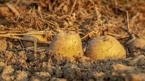 Cultivo de la l&iacute;nea de herb&aacute;ceos (Foto Uni&oacute;n de Uniones)