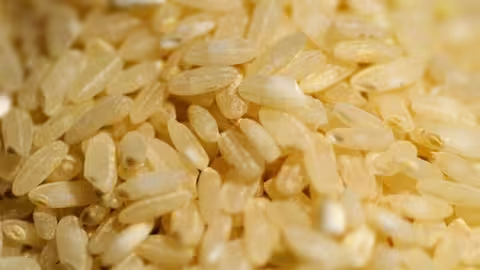 Granos de arroz (Foto Asaja Extremadura)