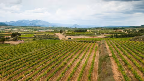Paisaje de vi&ntilde;edos en Alicante (Foto  UPA)