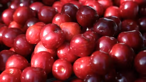 Picotas DOP del Jerte (Foto Consejo Regulador de la Denominaci&oacute;n de Origen Protegida Cereza del Jerte)