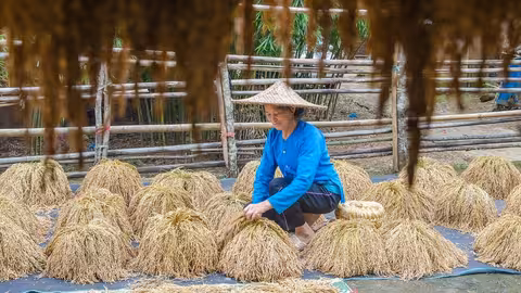 Secado de arroz en Asia (Foto Pixabay)