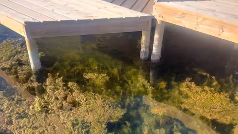 Ova flotante del Mar Menor (Foto Universidad de Murcia)
