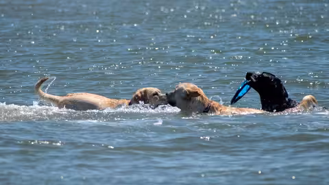 Perros en una playa (Imagen de Bruce Emmerling en Pixabay)
