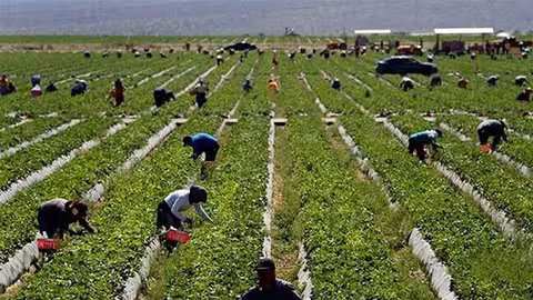 Jornaleros agr&iacute;colas (Foto UGT FICA)