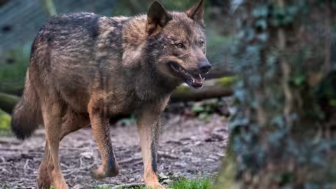 Lobo (Foto Miteco)