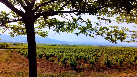 Vi&ntilde;edo (Foto MAPA)