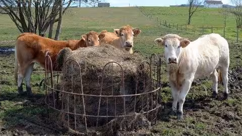 Ganado vacuno (Foto COAG)