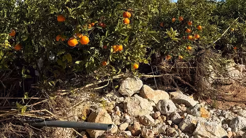 Da&ntilde;os causados por la DANA en un huerto de naranjas (Foto AVA-Asaja)