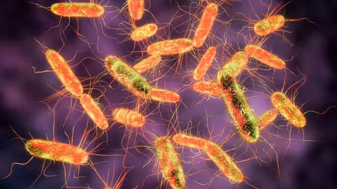 Salmonella (Imagen Aesan)