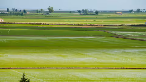 Arrozales en Deltebre, en la provincia de Tarragona (Foto UPA)