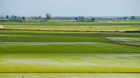 Arrozales en Deltebre, en la provincia de Tarragona (Foto UPA)