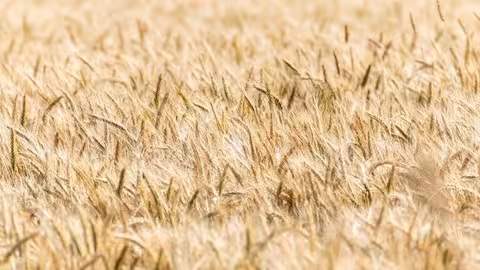Campo de trigo cereales (Foto Uni&oacute;n de Uniones)