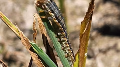 Plaga rosquilla del arroz (Foto AVA Asaja)