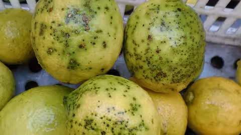 Limones importados con mancha negra (Foto AVA-Asaja)