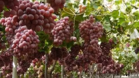 Parra de uva de mesa (Foto Apoexpa)