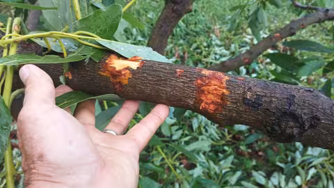 Da&ntilde;os causados por el pedrisco (Foto La Uni&oacute;)