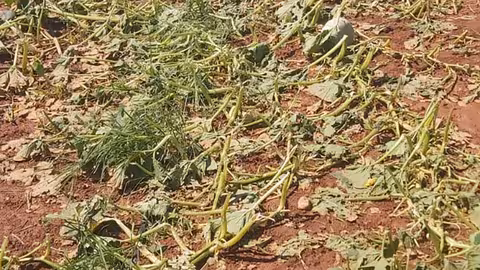 Da&ntilde;os por pedrisco (Foto AVA-Asaja)