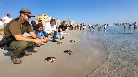 Juan Mar&iacute;a V&aacute;zquez, participa en la liberaci&oacute;n de ejemplares de tortuga boba en La Manga (Foto CARM)