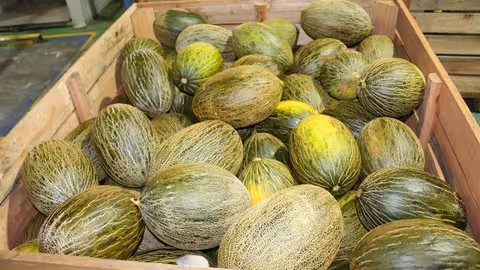 Melones (Foto Cooperativas AgroAlimentarias de CLM)