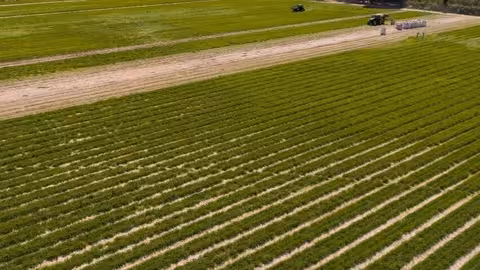 Cultivo ecol&oacute;gico (Foto Ecovalia)