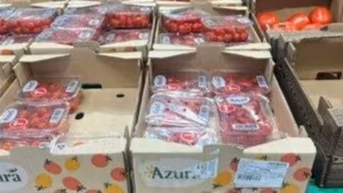 Tomates saharauis etiquetados como marroqu&iacute;es (Foto COAG)