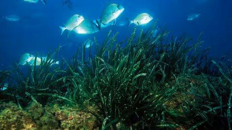 Praderas de Posidonia del Mediterr&aacute;neo en la Regi&oacute;n de Murcia (Foto CARM)