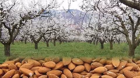 Almendras y almendros (Imagen COAG)