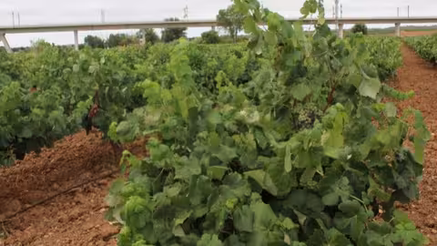 Vi&ntilde;edo en la Comunidad Valenciana (Foto La Uni&oacute;)