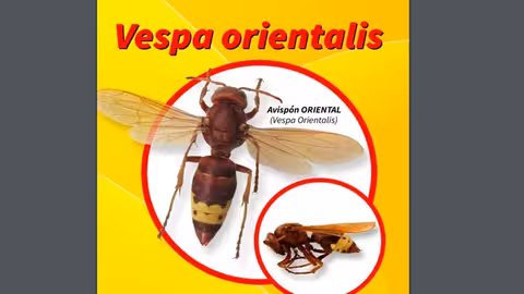 Cartel sobre avisp&oacute;n oriental (Imagen COAG Andaluc&iacute;a)