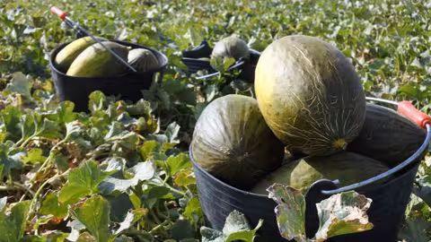 Melones reci&eacute;n recolectados (Foto Asaja CLM)