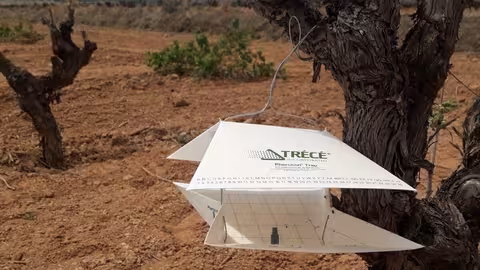 Instalaci&oacute;n de difusores de feromonas contra la polilla de la vid (Foto Comunidad Valenciana)