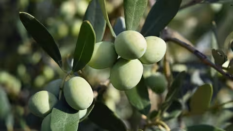 Aceituna en un olivo (Foto Uni&oacute;n de Uniones)