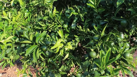 Cultivo de c&iacute;tricos (Foto Uni&oacute;n de Uniones)