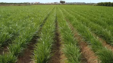 Cultivo de chufa en Valencia (Foto AVA_Asaja)