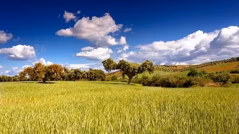 Arrozal (Foto Junta de Extremadura)