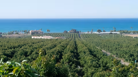 Plantaci&oacute;n de aguacate (Foto Montosa)