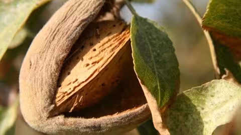 Frutos de c&aacute;scara (Foto MAPA)