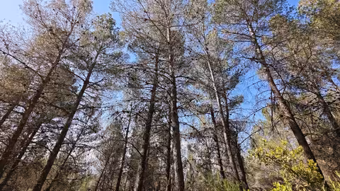 Pinada situada en el Coto Real de la Marina de la Sierra de Burete, ubicada en el t&eacute;rmino municipal de Ceheg&iacute;n (Foto CARM)