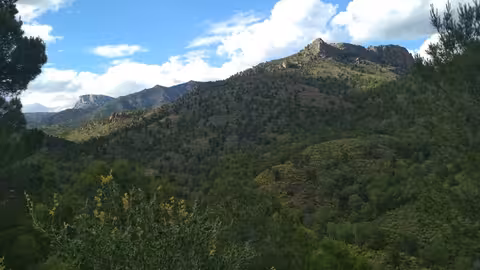 &Aacute;rboles Monumentales en Sierra Espu&ntilde;a (Foto CARM)
