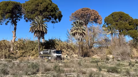 Riego de socorro en los pinos centenarios de Churra (Foto Ayuntamiento de Murcia)
