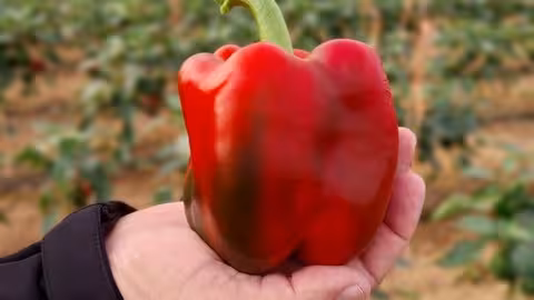 Pimiento rojo de invernadero (Foto Semillas Fit&oacute;)