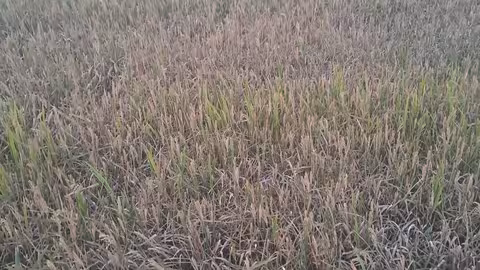 Da&ntilde;os por piricularia en el arroz (Foto AVA-Asaja)
