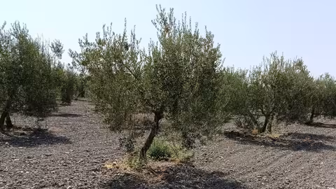 Aceituna de mesa Arahal (Foto COAG Andaluc&iacute;a)